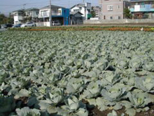 都市農業（練馬区・キャベツ畑）