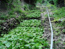山村農業（奥多摩・わさび田）