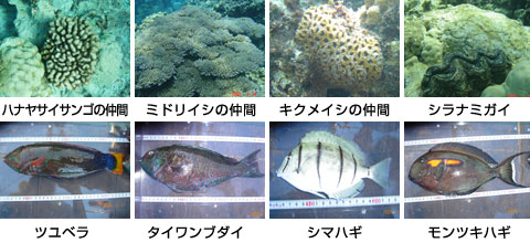 礁内で確認されたサンゴ・魚介類の一部