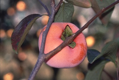 早生で着色の良い完全甘柿「東京紅（とうきょうべに）」