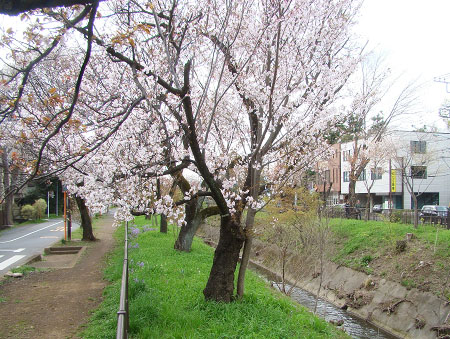 Tamagawa Josui Channel, Koganei (Cherry Blossom)