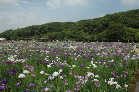 Kitayama Park (Iris Garden)